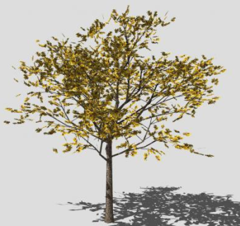 银杏树植物SU模型下载_sketchup草图大师SKP模型