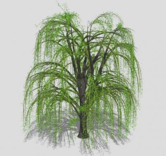 3D垂枝树柳树SU模型下载_sketchup草图大师SKP模型