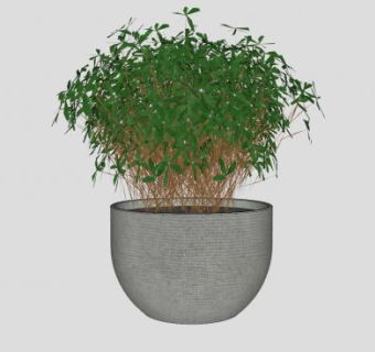 观叶盆景植物SU模型下载_sketchup草图大师SKP模型