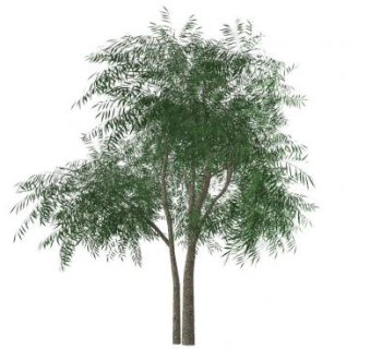 3D细叶树木SU模型下载_sketchup草图大师SKP模型