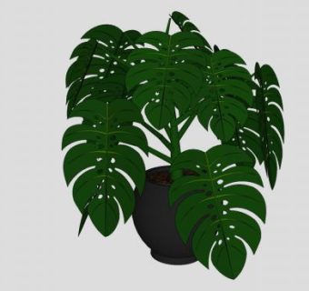 盆景龟背竹SU模型下载_sketchup草图大师SKP模型