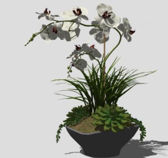 兰花盆景盆栽白花植物SU模型下载_sketchup草图大师SKP模型
