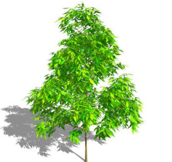 精美的阔叶树木SU模型下载_sketchup草图大师SKP模型
