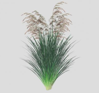 景观小草植物SU模型下载_sketchup草图大师SKP模型