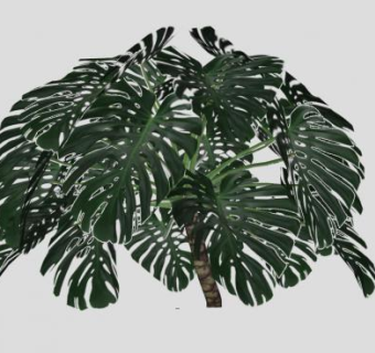 龟背竹SU模型下载_sketchup草图大师SKP模型