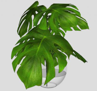 龟背竹玻璃花瓶SU模型下载_sketchup草图大师SKP模型