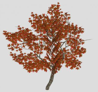 红枫树树木SU模型下载_sketchup草图大师SKP模型
