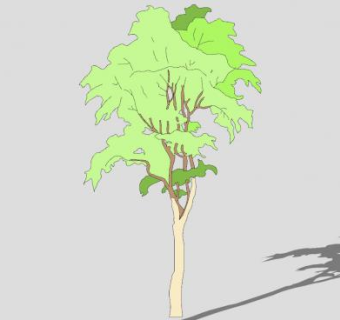 2D白桦树SU模型下载_sketchup草图大师SKP模型