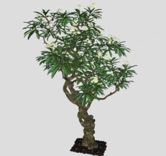 3D桂花树景观树SU模型下载_sketchup草图大师SKP模型