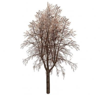 3D冬季枯树SU模型下载_sketchup草图大师SKP模型