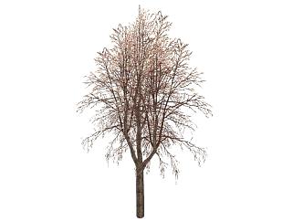 3D冬季<em>枯树</em>SU模型下载_sketchup草图大师SKP模型