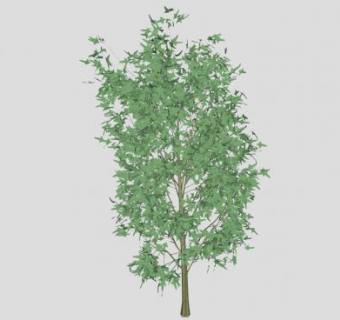 3D小树乔木SU模型下载_sketchup草图大师SKP模型