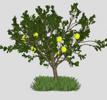 柚子树树木SU模型下载_sketchup草图大师SKP模型