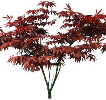 2D枫树枫叶SU模型下载_sketchup草图大师SKP模型