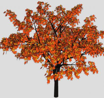 枫叶树树木SU模型下载_sketchup草图大师SKP模型