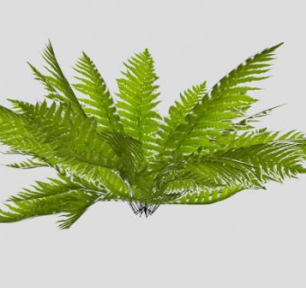 中型蕨类植物SU模型下载_sketchup草图大师SKP模型