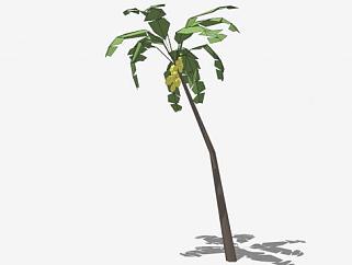 椰子树热带植物SU模型下载_sketchup草图大师SKP模型