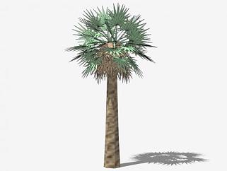 <em>热带</em>植物椰子树SU模型下载_sketchup草图大师SKP模型