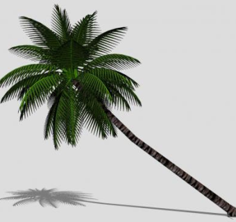 倾斜的椰子树的SU模型下载_sketchup草图大师SKP模型