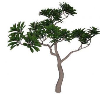 小茴香树木SU模型下载_sketchup草图大师SKP模型