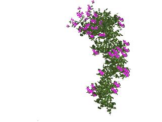 紫色<em>开花藤蔓</em>植物SU模型下载_sketchup草图大师SKP模型