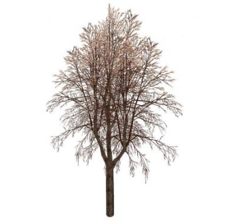 秋天落叶后的树SU模型下载_sketchup草图大师SKP模型