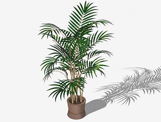 盆栽景观<em>棕榈树</em>SU模型下载_sketchup草图大师SKP模型