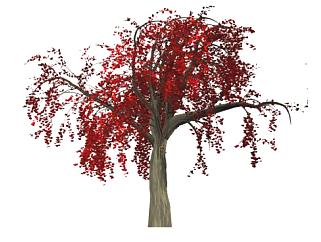 2D树木红色叶子树SU模型下载_sketchup草图大师SKP模型