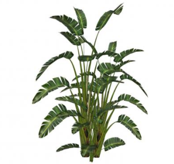 仿真芭蕉树植物芭蕉树SU模型下载_sketchup草图大师SKP模型