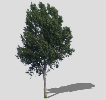 2D道杨树SU模型下载_sketchup草图大师SKP模型