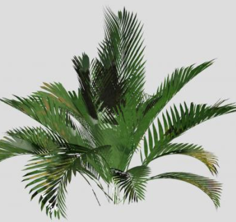 观赏植物铁树SU模型下载_sketchup草图大师SKP模型