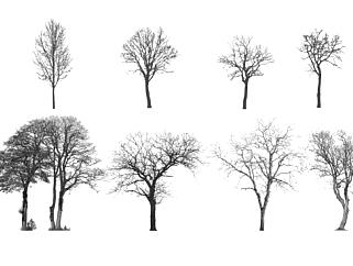 2D树形态SU模型下载_sketchup草图大师SKP模型