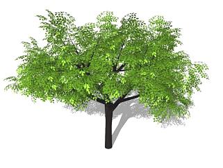 3D绿叶树木sketchup模型下载_sketchup草图大师SKP模型