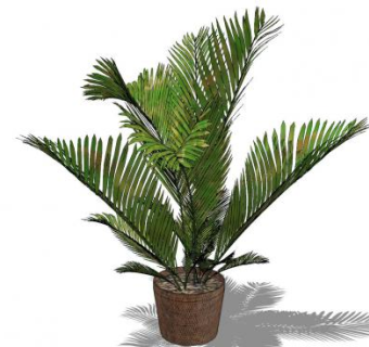 铁树盆栽盆景植物SU模型下载_sketchup草图大师SKP模型