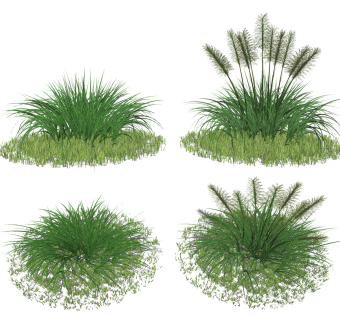 现代芦苇植物灌木su草图模型下载