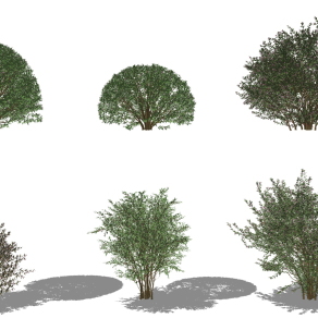 现代大花六道木灌木,矮树su草图模型下载