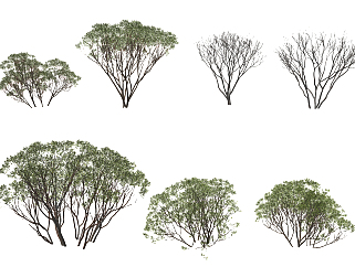 现代红树灌木su草图模型下载