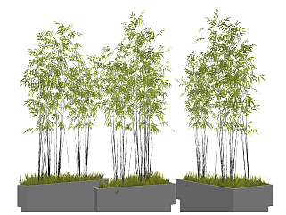 现代<em>竹子</em>盆栽,树池su草图模型下载