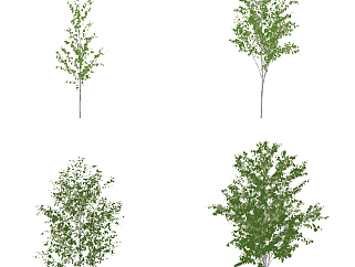 现代白桦树景观<em>树组合</em>su草图模型下载
