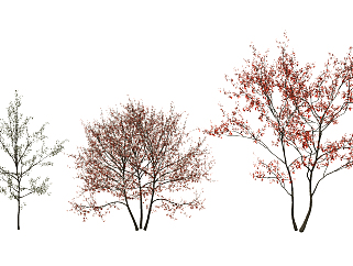 红叶树，<em>枫叶</em>树su草图模型下载