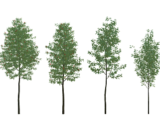 现代景观树,su草图模型下载