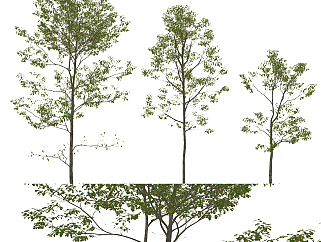 现代景观树杨树su草图模型下载