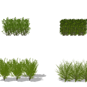 现代常绿灌木su草图模型下载