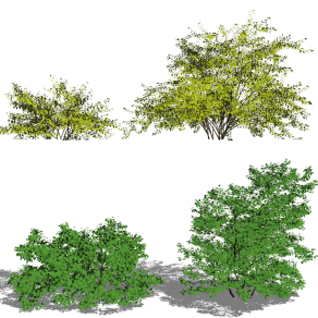 现代植物灌木su草图模型下载