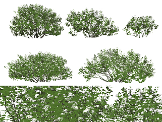 现代绿植灌木su草图模型下载