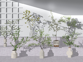 现代橄榄树五角槭盆栽su草图模型下载