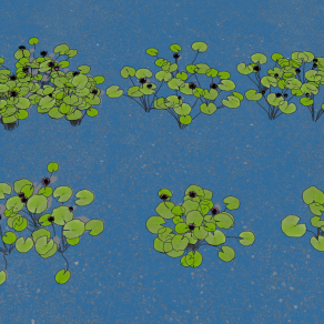 现代水生植物睡莲，荷花荷叶su草图模型下载