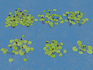 现代水生植物睡莲，荷花荷叶su草图模型下载