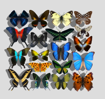 现代蝴蝶墙饰挂饰标本su草图模型下载