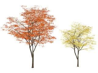 <em>现代树</em>枫叶<em>树</em>，秋景植物<em>树</em>su草图模型下载